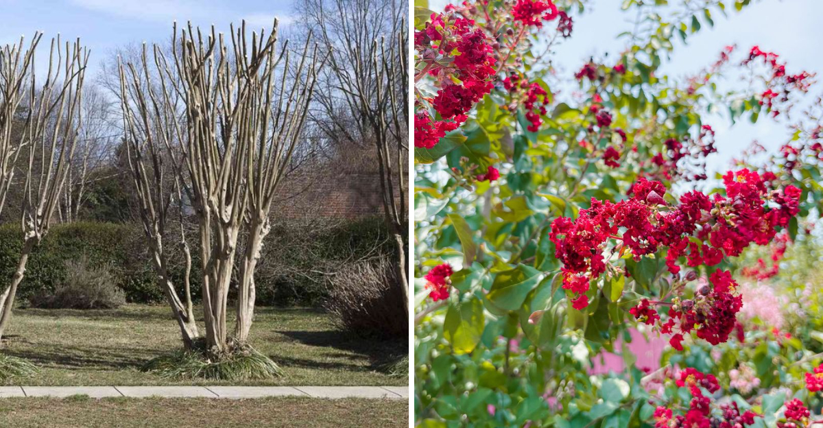 crape myrtle