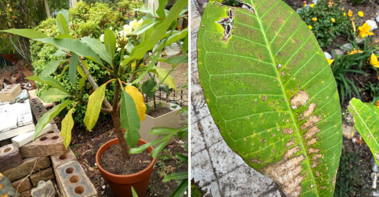 What California Plumeria Owners Should Do When Leaves Start Yellowing Before Fall