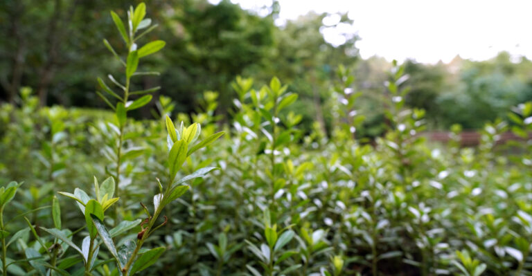 This Overlooked Native Shrub Beats Boxwood In New York Landscapes