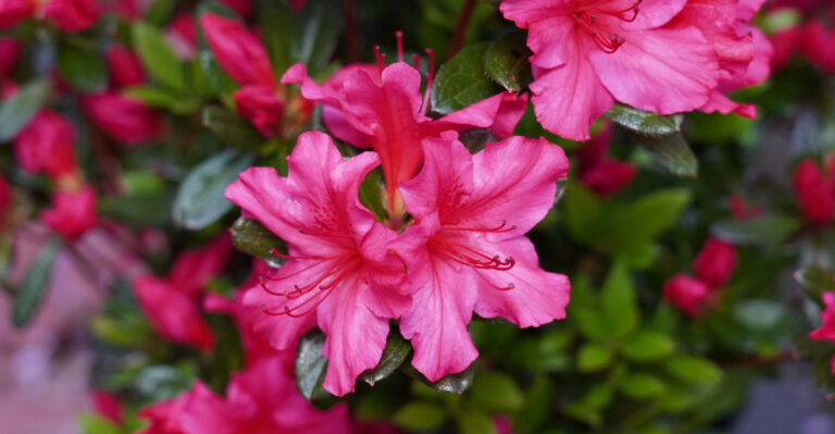 Azaleas (featured image)