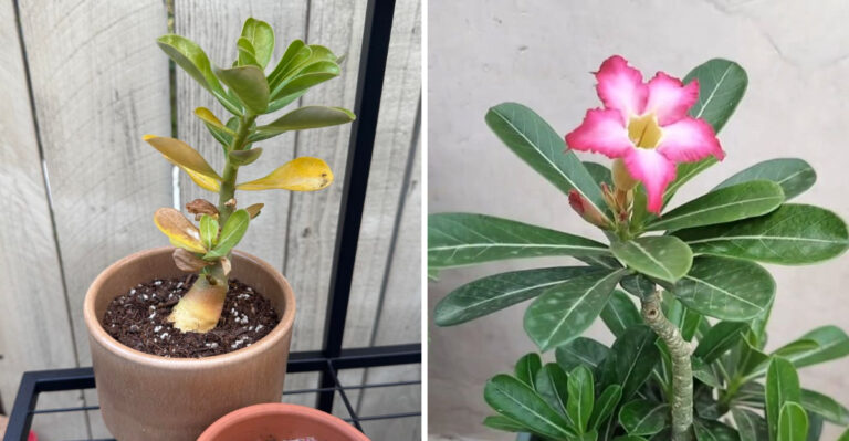 desert rose