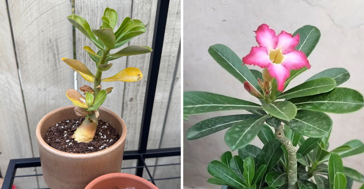 desert rose