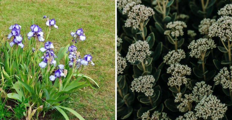 What To Prune Before Fall In Connecticut Gardens (And What To Leave Standing)