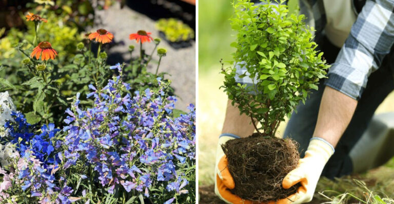Why September Is The Best Time To Create A Texas Spring Garden