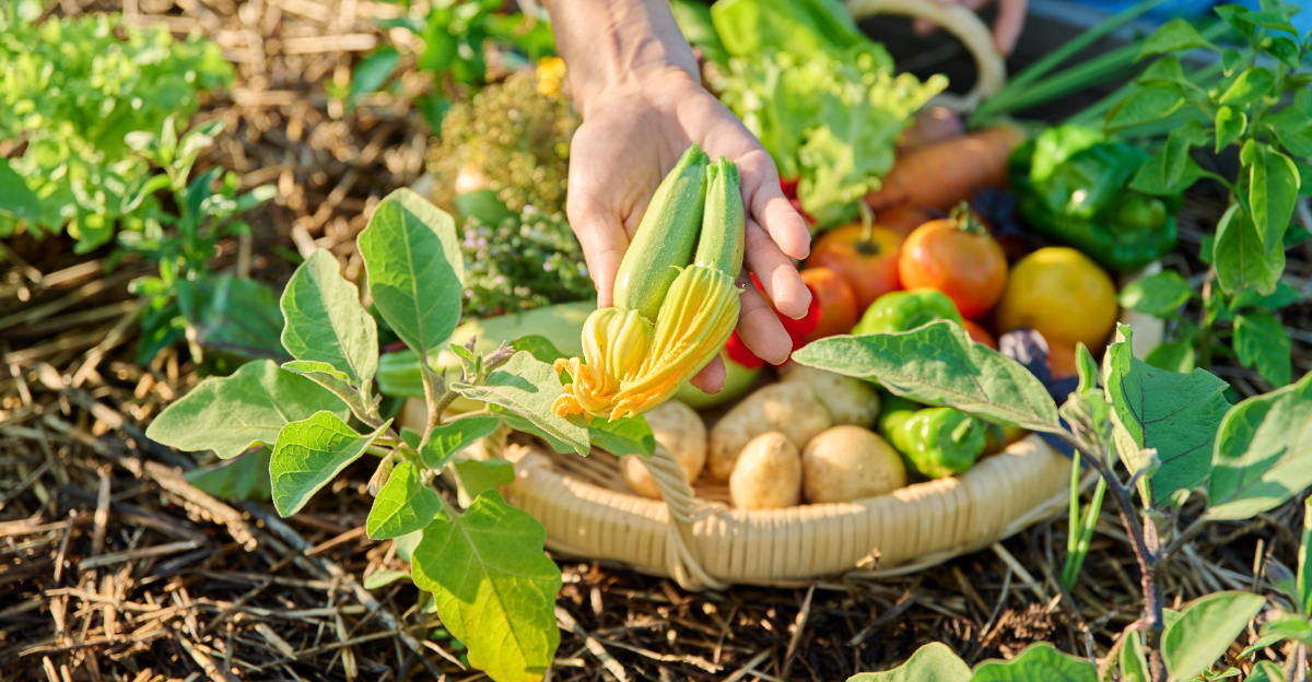 veggie harvest