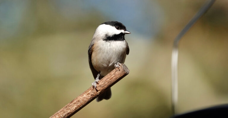 carolina chickadee