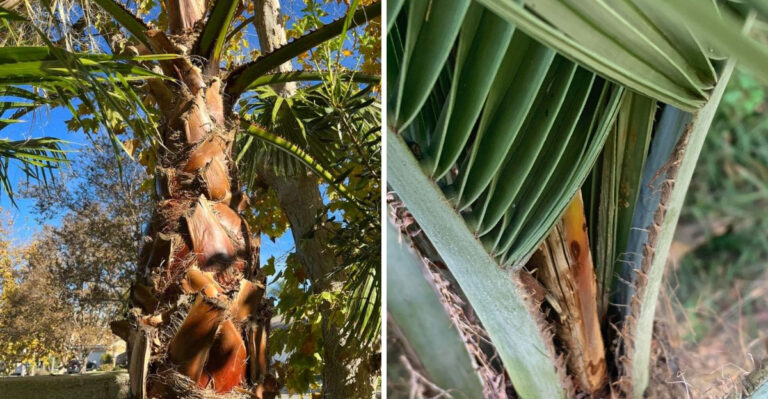 What Happens To Florida Palms During Heavy Summer Storms And How To Help