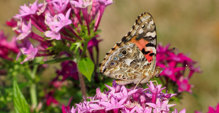 butterfly on pentas