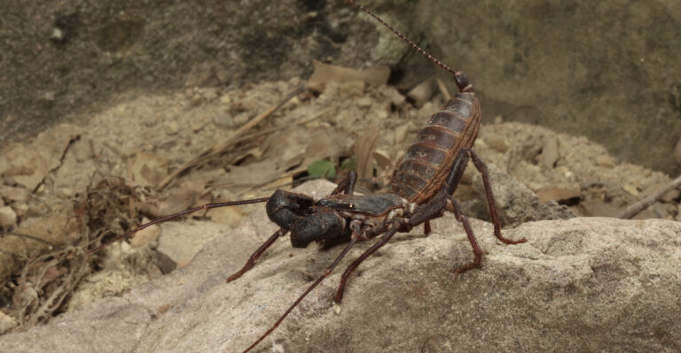 Vinegaroon (featured image)