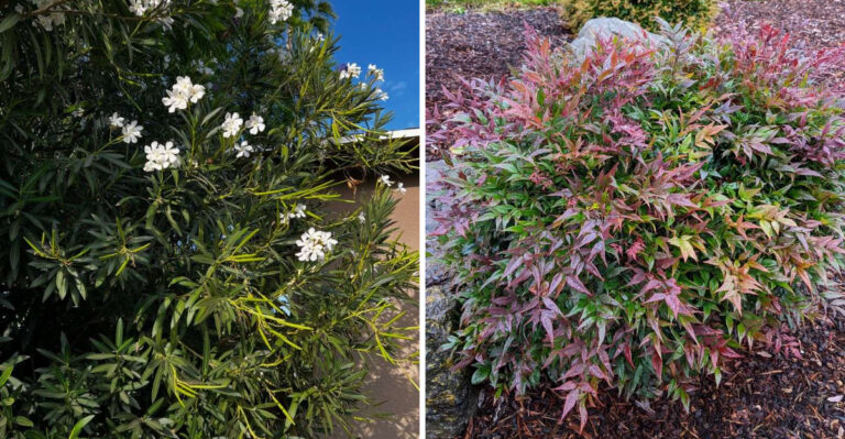 The Shrubs Texas Fire Officials Want Removed Near Every Home