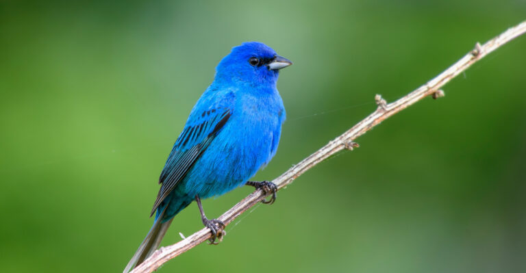 What It Means When An Indigo Bunting Turns Up In Your Indiana Garden This Summer