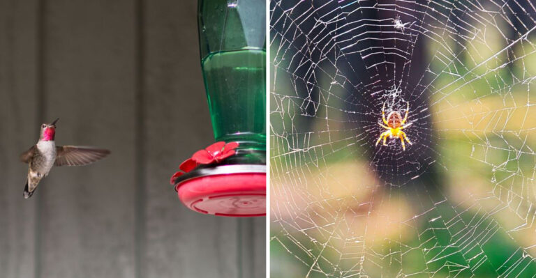 11 Common Yard Spots Working Against Your Hummingbird Feeder