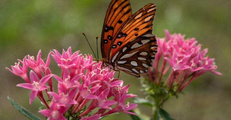 What To Do With Your Florida Pentas In August To Keep Butterflies Coming