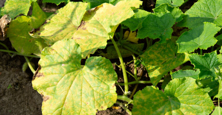 The Hidden Message Behind Your Yellowing Cucumber Leaves