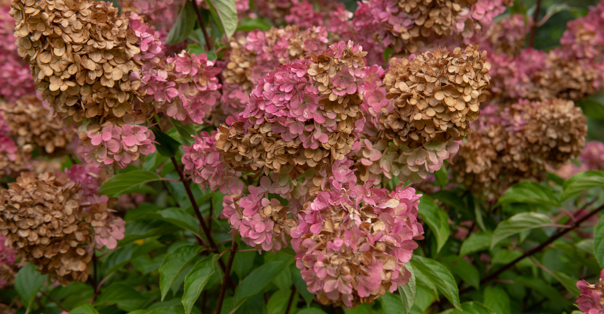 Hydrangea (featured image)