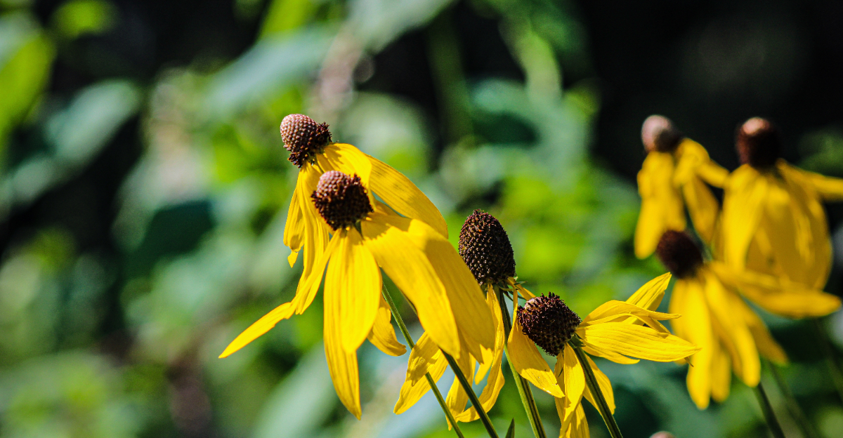 Gray headed yellow coneflower