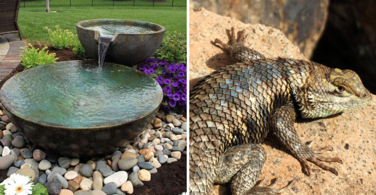 What It Really Means When Spiny Lizards Start Showing Up In Your Arizona Yard This Summer