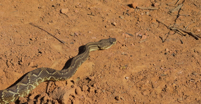 Rattlesnake (featured image)