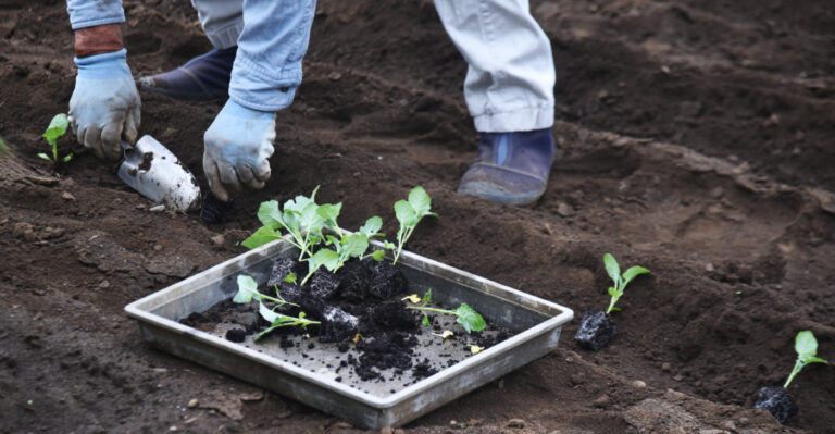 How To Set Out Broccoli And Cabbage Transplants In Georgia For A Fall Harvest