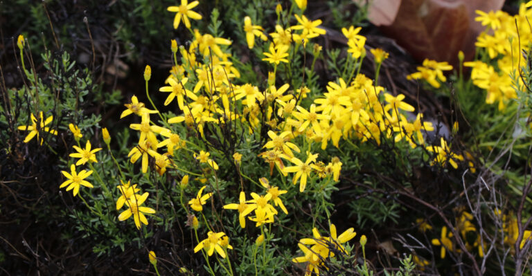 plant (featured image)