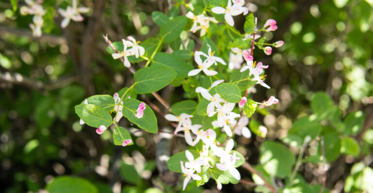 tatarian honeysuckle