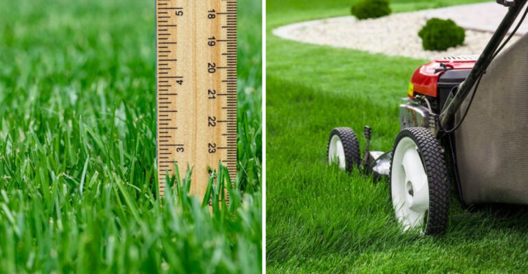 The Mowing Mistake Making Crabgrass Harder To Control In Oregon Lawns