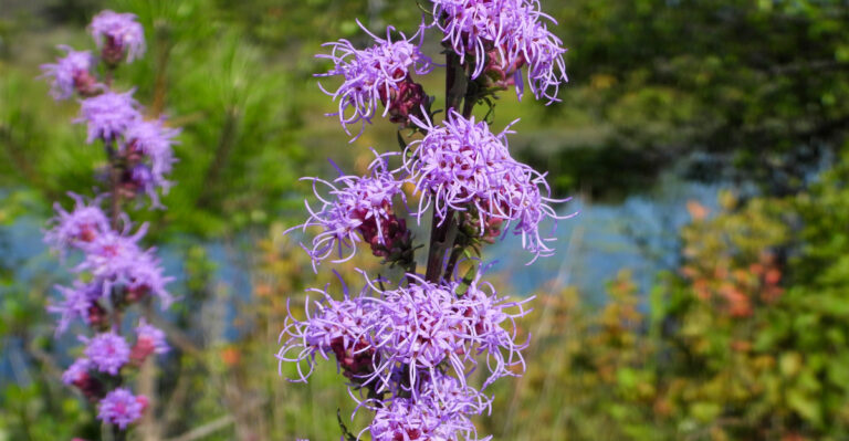 rough blazing star