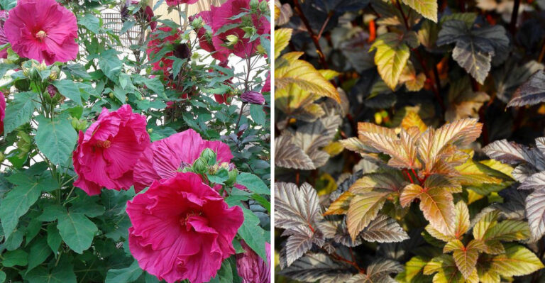 Why Massachusetts Loves Rose Of Sharon And The Native Alternatives Worth Planting Instead