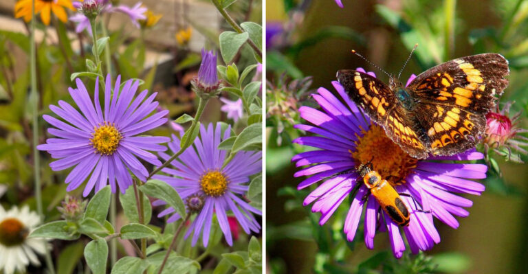 new england aster