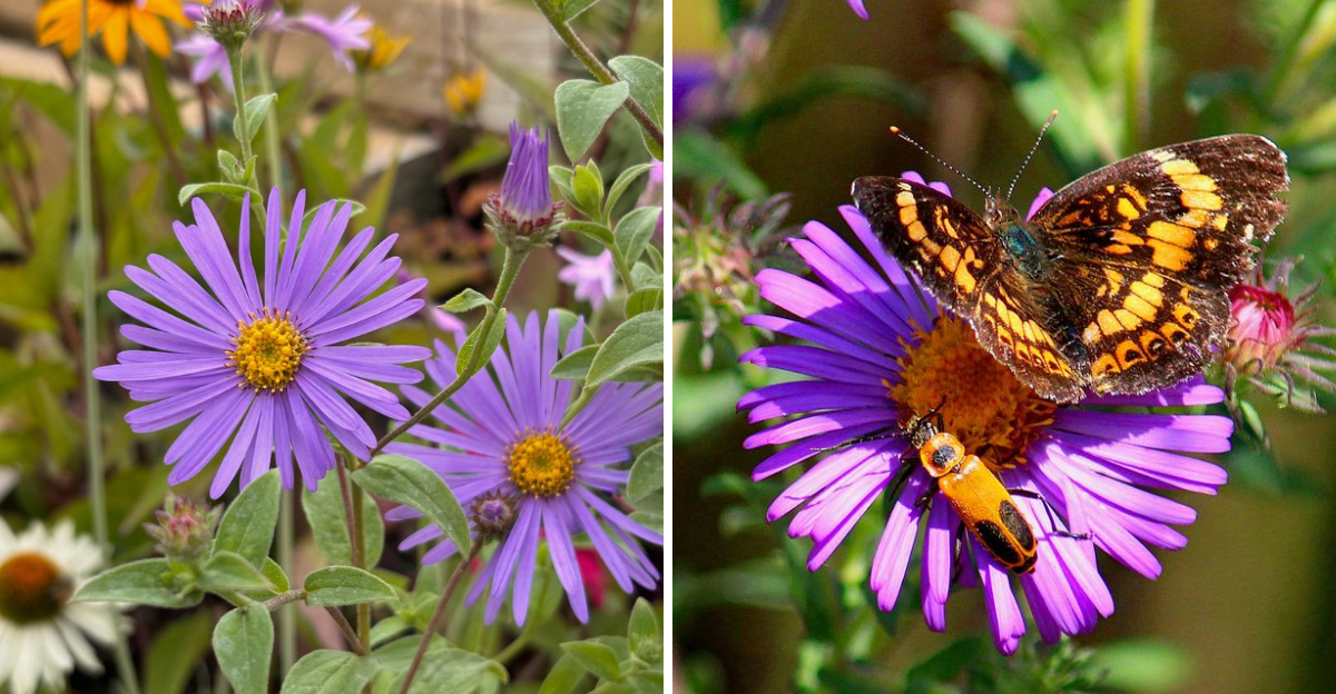 new england aster