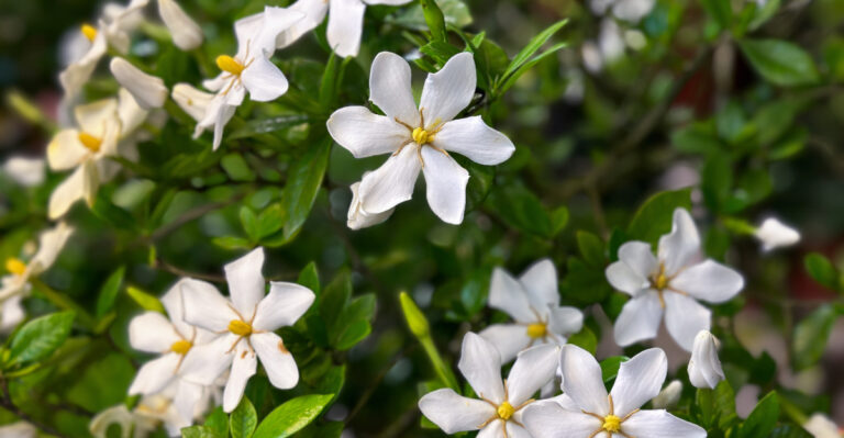 Gardenias (featured image)