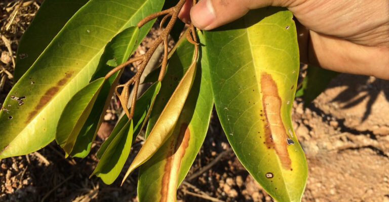 Why Are Your Oregon Trees Dropping Leaves In August’s Heat