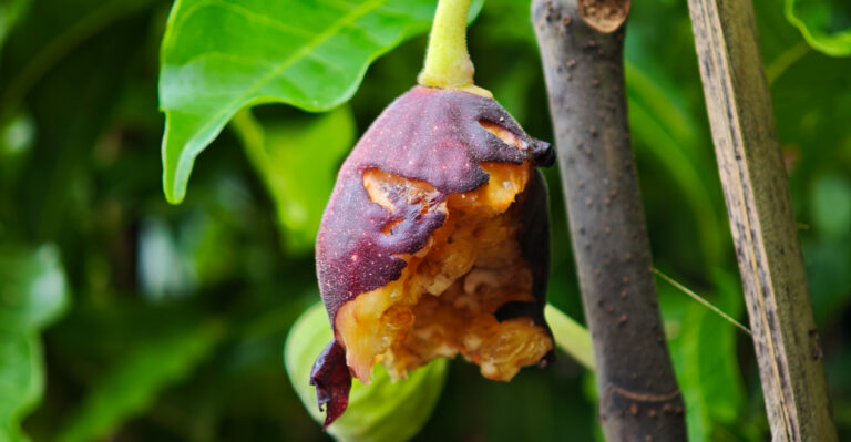The Backyard Fruit California Rats Find First In Late Summer