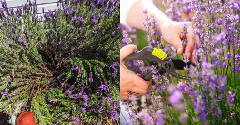 Do This To Oregon Lavender Before August Ends Or It Will Go Woody By Next Spring