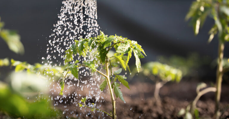 watering plants (featured image)