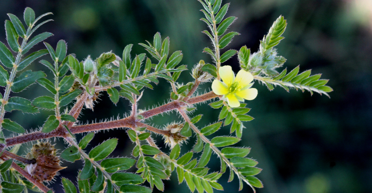 plant (featured image)