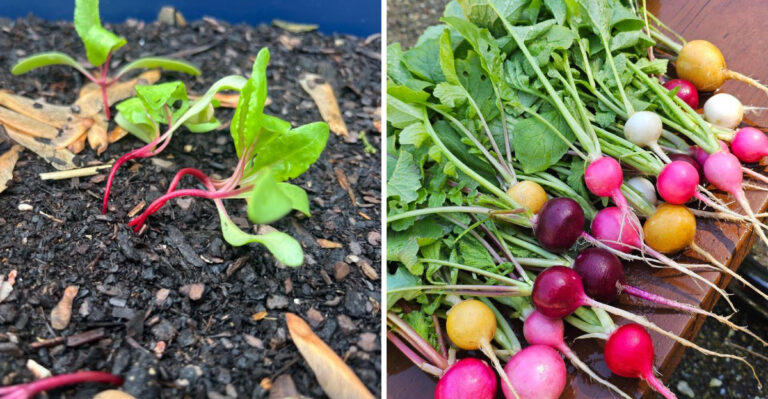 The Fall Crops Ohio Gardeners Are Sowing Before Mid-Week Heat