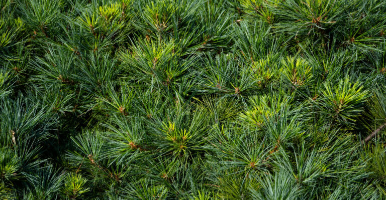 Massachusetts Homeowners Are Planting This Native Tree For Low Maintenance Privacy