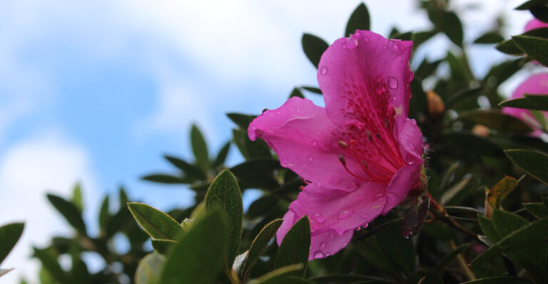 The Oregon Shrubs That Still Need Deep Watering Through September