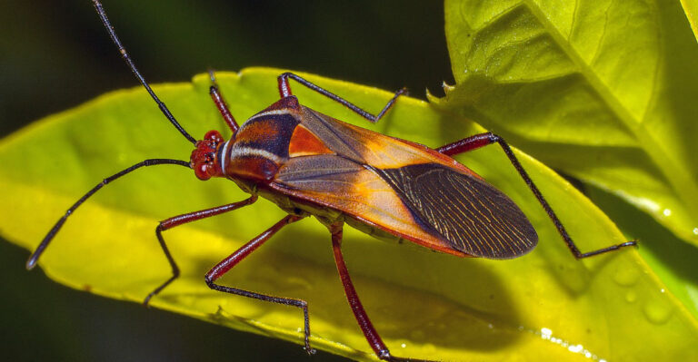 Why Florida Lawns Get Chinch Bugs Worse in August Than Any Other Month