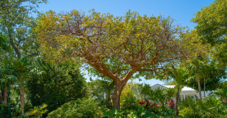 gumbo limbo