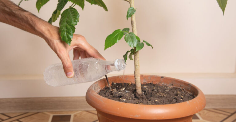 How Often California Gardeners Actually Need To Water Potted Citrus