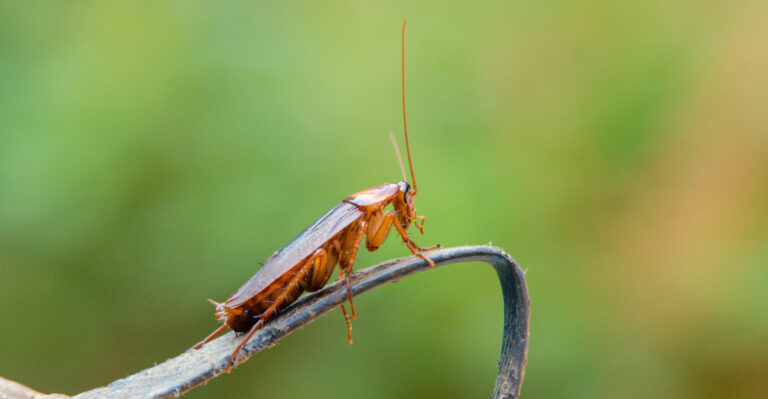 The Florida Garage Plant That Keeps Roaches From Using It As An Entry Point