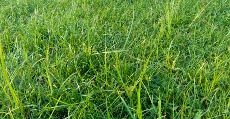 Why Nutsedge Gets Worse Every Time California Gardeners Pull It