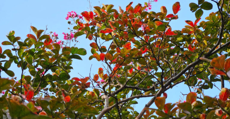 crape myrtle fall color