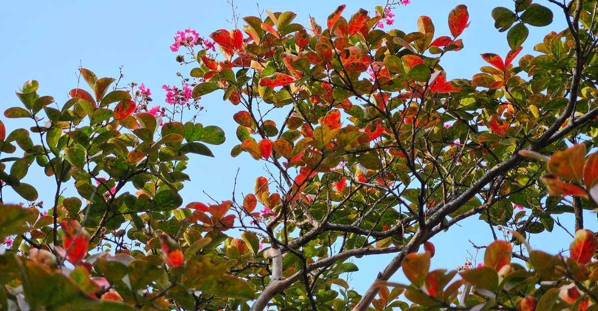 crape myrtle fall color