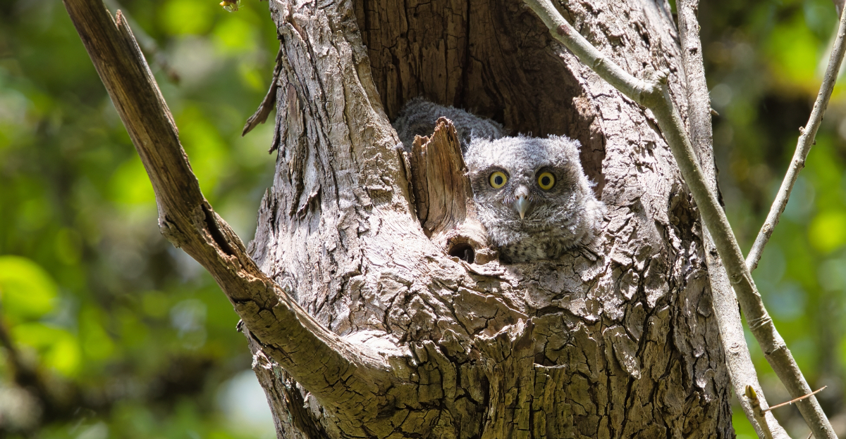 screech owl