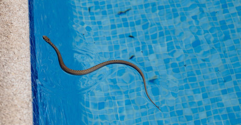 snake in a pool