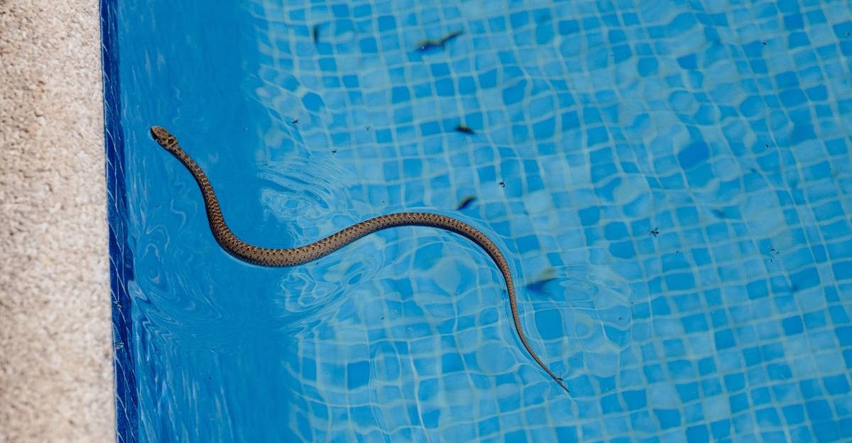 snake in a pool