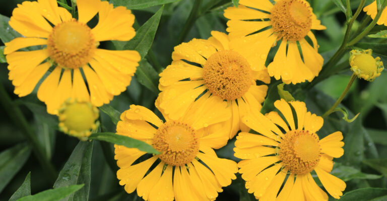 Autumn sneezeweed